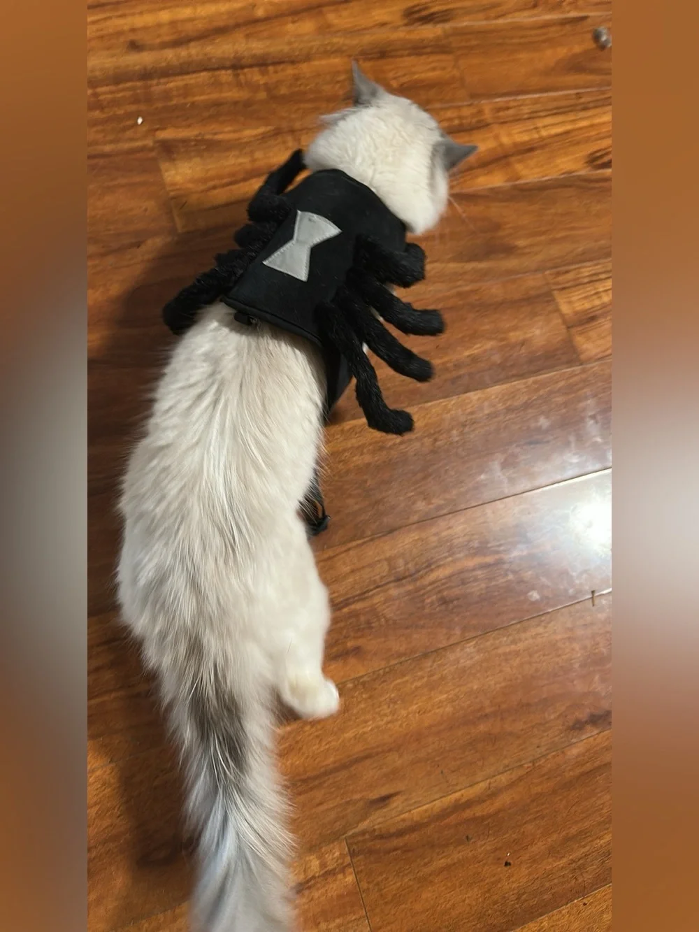 Black Spider Pet Costume - Small